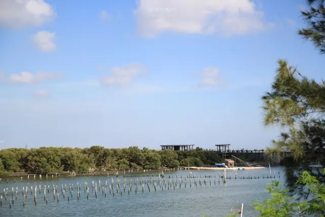 台南。七股。飛羽棲息的綠色庇護所 / 海寮紅樹林