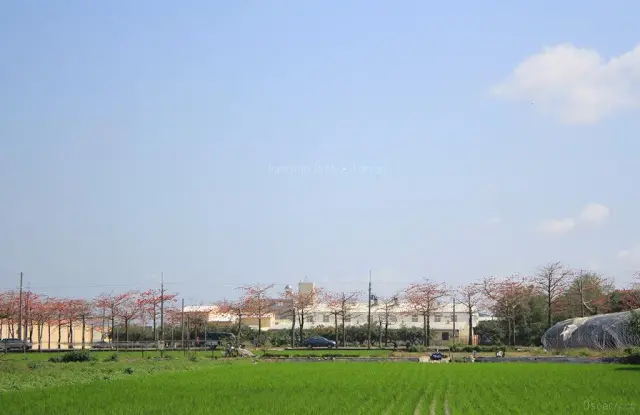 台南。將軍。落了一地的火紅 / 將軍木棉道巡禮