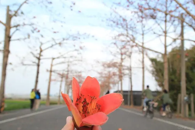 台南。將軍。枝椏上的鮮橘紅 / 苓仔寮木棉花道