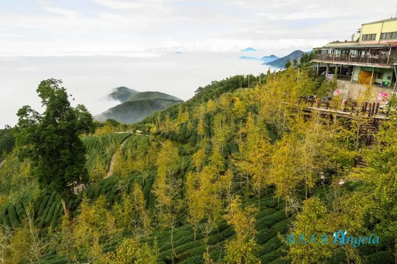 南投鹿谷景點-銀杏森林與武岫農場賞銀杏、茶園 |運氣好還有雲海美景~ - 遇見天使~Angela