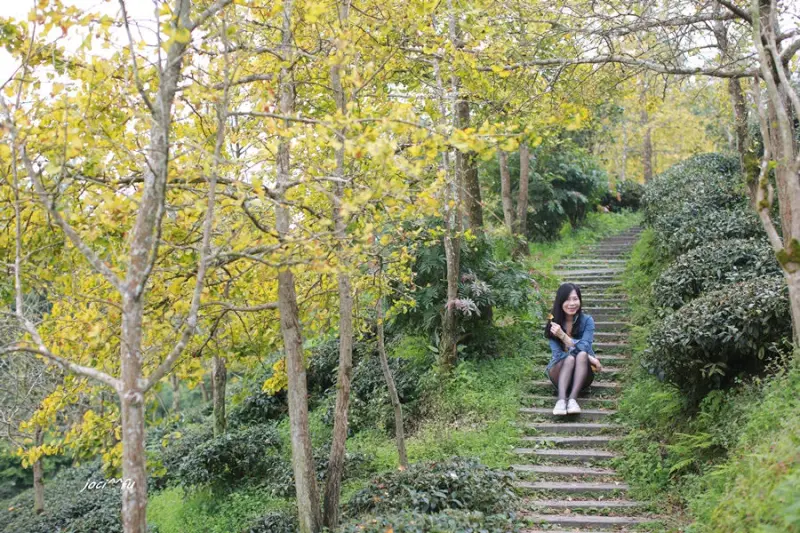 <南投賞銀杏>武岫農場 銀杏森林 風生 霧起 大崙山/溪阿餐廳