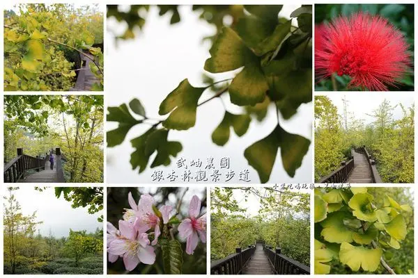 南投免費景點/鹿谷半日遊【武岫農圃-銀杏林觀景步道】銀杏黃啦!#大崙山銀杏林很美。賞銀杏還能賞雲海喔#武岫景觀餐廳#銀杏養生茶#竹炭花生美食