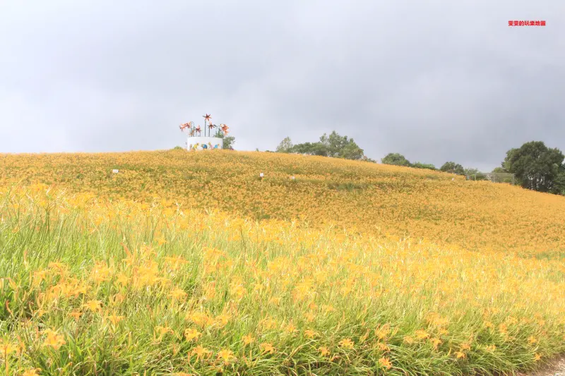 [花蓮玉里]赤柯山金針花季~全台最閃耀面積最大金針花海,滿山滿谷黃色花海讓人超級震撼