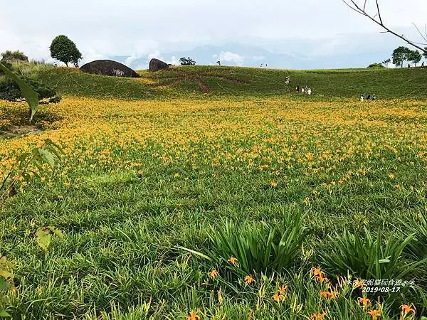 【2019暑假不想收心記。花蓮】黃金色的金針花浪~｜花海裡的石龜．赤柯山金針園區、林家園休閒農場、千噸石龜