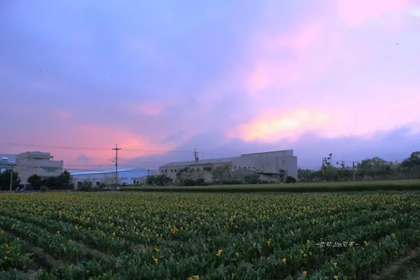 黃金海芋-大雅區大林路