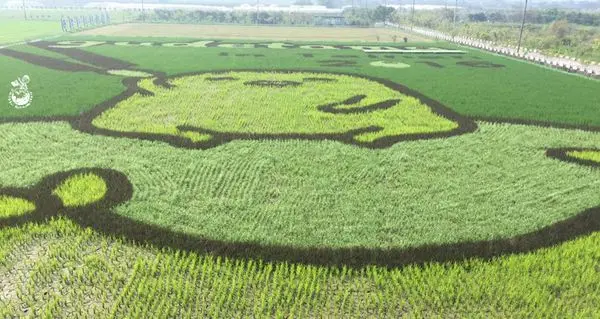 【台南。免費景點】2016台南好米季 「蛋黃哥彩繪稻田」就在太康有機農業專區，有興趣的人把握時間「稻」此一遊吧