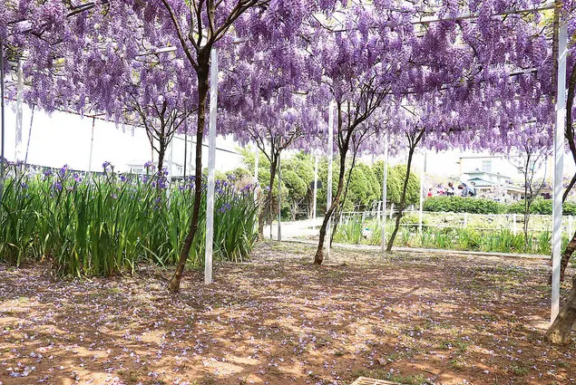 【淡水】紫藤咖啡園（屯山園區）｜漫步在紫色天空下、沉浸在紫色花海中