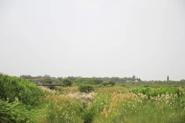 台南。後壁。雪白了河岸 / 菅芒花秘境