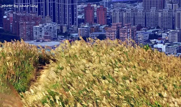 【樹林 / 芒花】三角埔頂山。綿延起伏的金黃芒草原