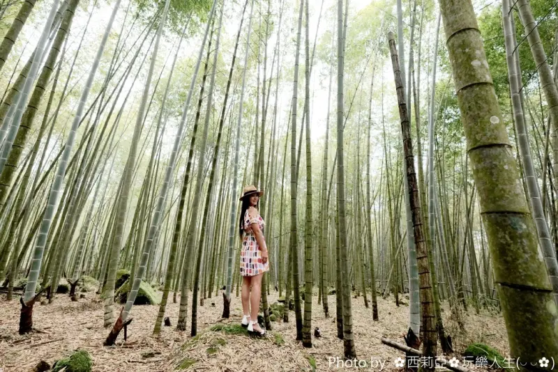 【南投。鹿谷鄉】真心推薦，台灣也有像似嵐山竹林般美景『小半天長源圳古道(長源圳生態步道)』，茂密竹林享受芬多精，絕對值得旅人探尋！