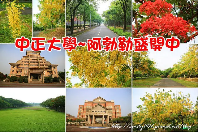 【嘉義景點】民雄‧中正大學 ~ 季節限定 ♥阿勃勒、鳳凰花盛開中♥   快來欣賞美麗的黃金雨 (5/28花況)
