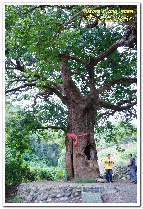 繞著南投跑．四季農遊微旅行．之一／國姓咖啡與冷泉米、糯米橋、茄苳神木        
      