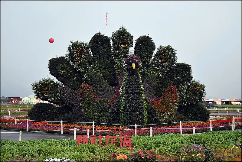 2016新社花海半日遊美食交通資訊。星願紫風車、新社花海美食小吃輕旅行。今年少了花毯節精彩度大打折