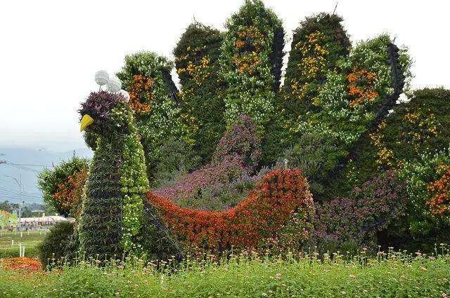2016新社花海~~孔雀開屏主題景觀區豔麗迷人．無邊無際的繽紛花海令人心曠神怡