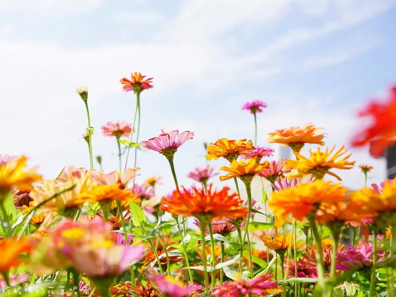 【桃園-蘆竹區】2016桃園花彩節蘆竹場 11/19-11/27