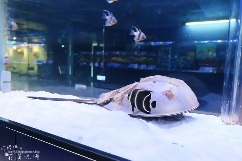 【屏東-長治鄉】農科園區亞太水族中心觀賞魚展示廳