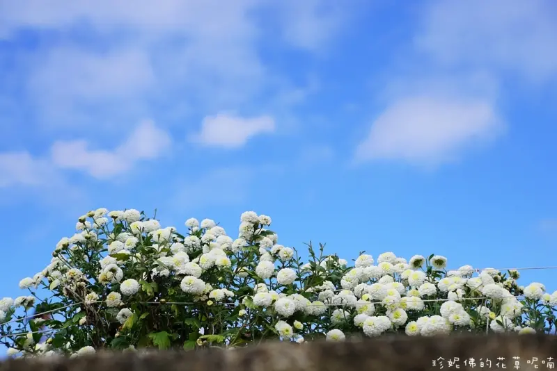 【苗栗-銅鑼鄉】2016苗栗銅鑼杭菊芋頭節「菊祥如芋」