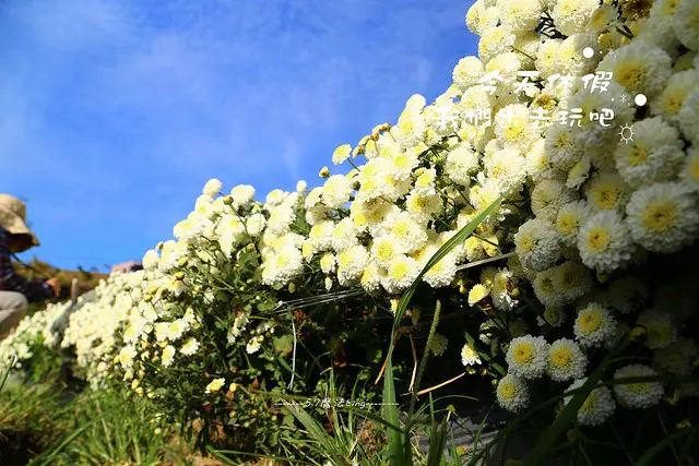 [ 苗栗⊙銅鑼]2016銅鑼杭菊。白的秀麗淡雅.黃的鮮豔奪目