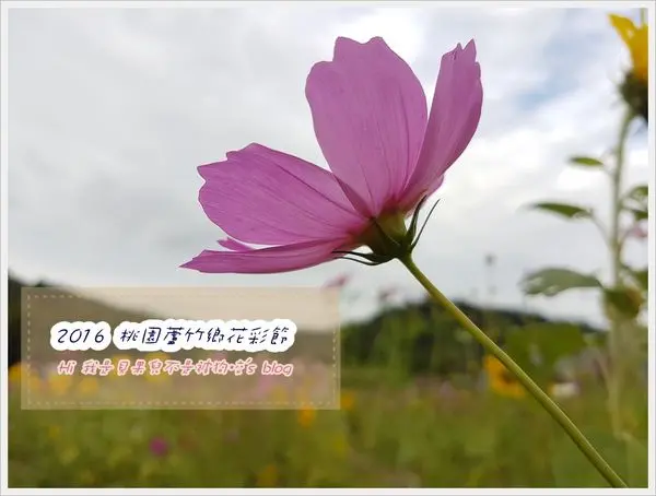 【桃園蘆竹花季】桃園花彩節蘆竹場萬公頃的繽紛花海，賞花不必到中部、不必塞車人擠人