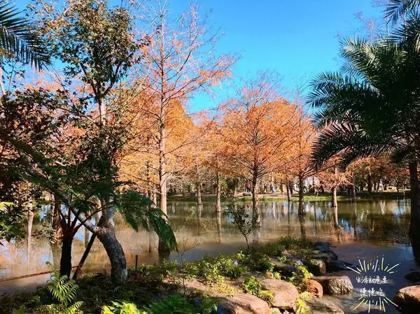 【花蓮．慈】翻紅松葉秋冬限定美景▷落羽松秘境-鈺展苗圃
