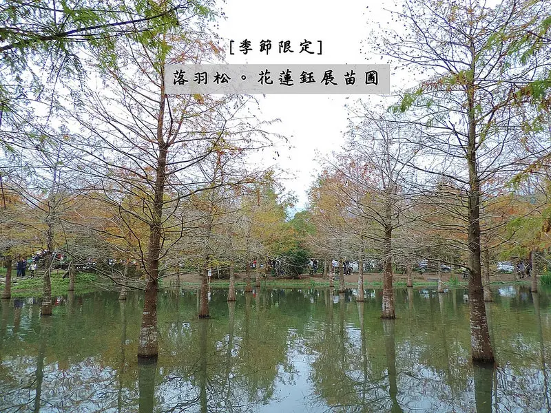 旅遊。花蓮★不是秘境的秘境 鈺展苗圃落羽松[秋冬季節限定]