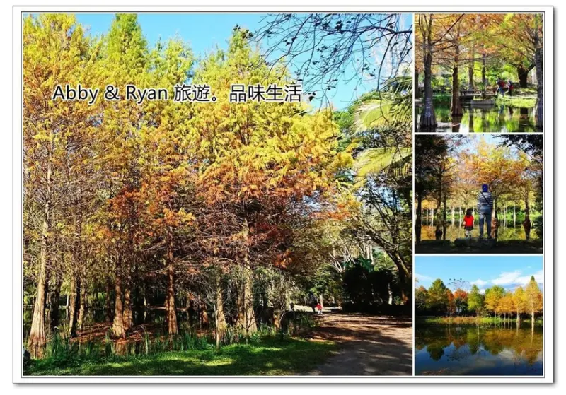 【花蓮壽豐落羽松森林】鈺展苗圃落羽松~超唯美水上落羽松。壯觀到一個爆炸！
