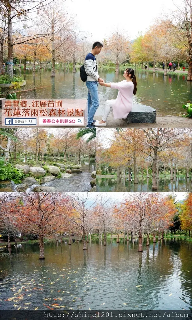 【花蓮落羽松景點】鈺展苗圃.浪漫冬季-東華大學人氣景點