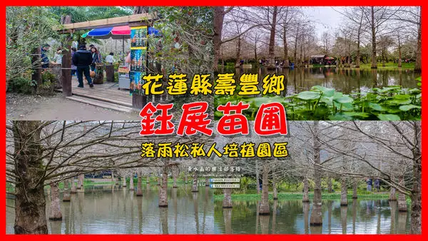 鈺展苗圃|花蓮縣壽豐鄉東華大學附近的落羽松私人秘境；台九線旁的超人氣景點。