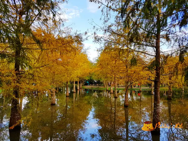 【花蓮旅遊】壽豐-精靈眼淚之神話美景般的秘境《落羽松森林》鈺展苗圃
