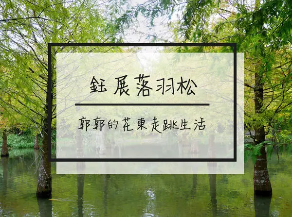 【花蓮遊記】鈺展落羽松森林~壽豐近東華大學秋意正濃的落羽松秘境
