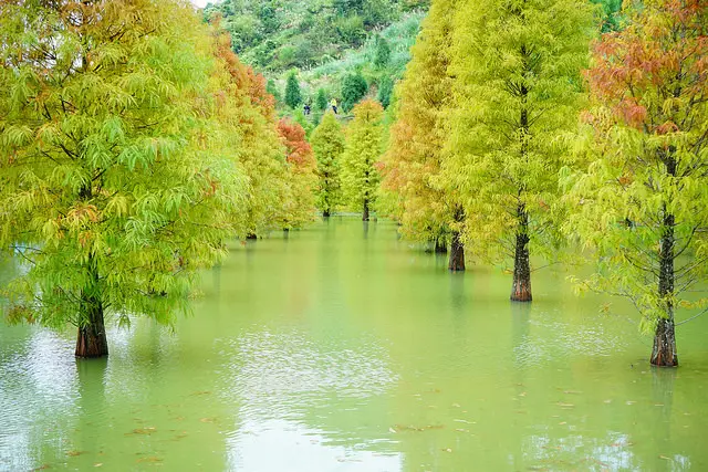 苗栗銅鑼下午茶景點推薦～銅鑼茶廠 近俯茶園風光 遠眺杭菊花海 還可以順便去三灣落羽松秘境 浪漫滿分的苗栗一日遊