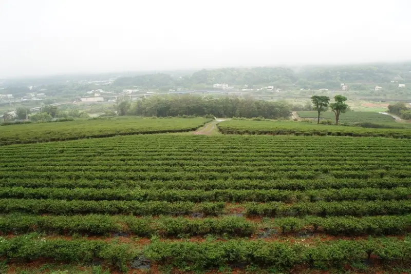 【苗栗 銅鑼】山中的一抹青新銅鑼茶廠  放慢腳步一起喝杯茶吧