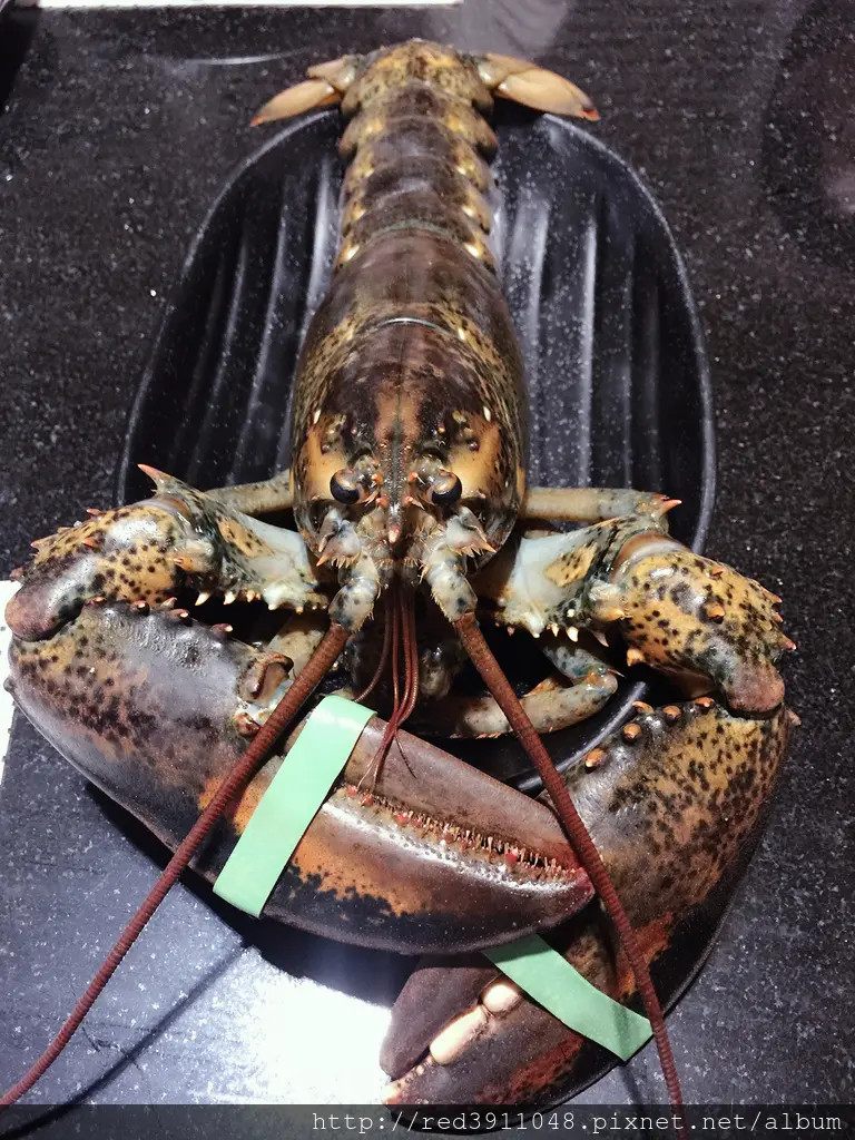 燒烤推薦~今年中秋就到最狂燒肉店"帝一 帝王蟹海鮮/黑毛牛/伊比利豬 頂級燒烤吃到飽"盡情享用!超值活體波士頓龍蝦限定加購中......