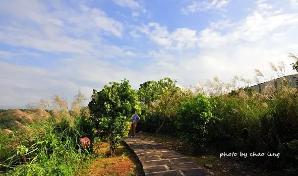 【林口 / 芒花】太平濱海步道。尋找漫天飛舞的芒花海