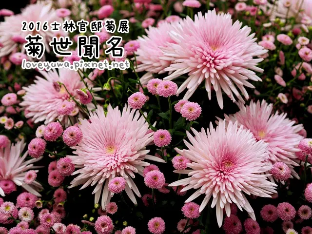 【台北◍•ᴗ•◍展覽】賞花・2016士林官邸菊展「菊世聞名」遊記心得|台北免費展覽|士林官邸菊花展|士林官邸菊花展時間|士林官邸菊花展門票|士林官邸菊展交通|士林官邸菊展時間
