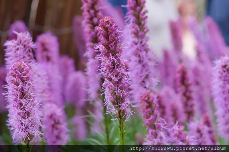 2016士林官邸菊展~菊世聞名