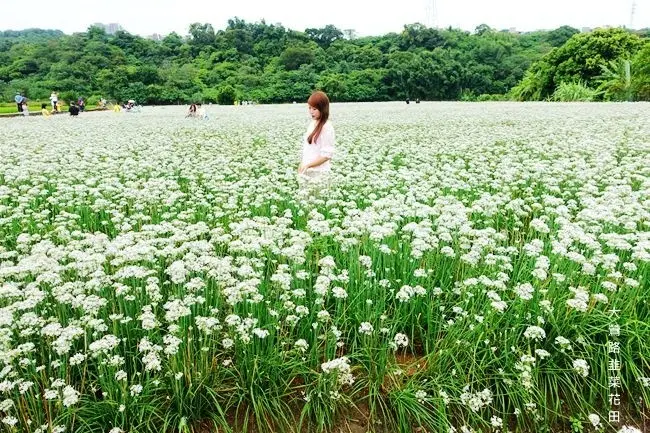 桃園大溪景點 ▶ 中新里・大鶯路韭菜花田 ▶ 季節限定 九月雪大爆發 浪漫雪白花海 x 歐式黃色小屋 9/8最新花況