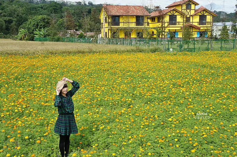 [桃園大溪 大鶯路花田]金黃花海童話風情  邂逅萬壽菊冬季的浪漫 