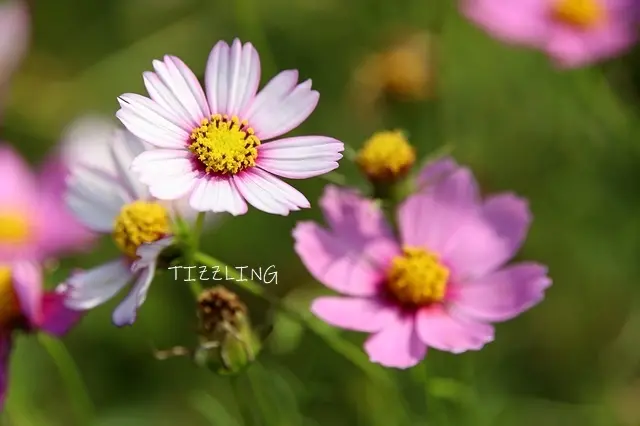 2021桃園大溪｜大鶯路波斯菊，路過的一種際遇～