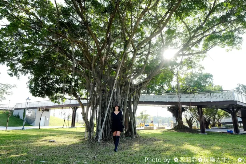 【台中。北屯區】見證台中水湳舊機場歷史的老榕樹，居然化身為『老樹公園』，再次付予它新的生命，提供民眾休憩好去處。