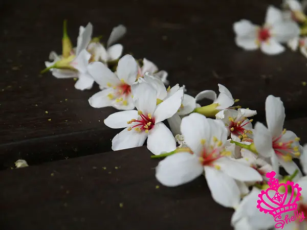 ◆新北市◆ 期望太高之土城桐花公園賞桐趣
