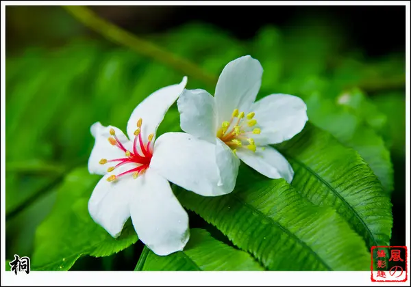 [賞花]【板南線永寧站】土城桐花公園。五月雪油桐花