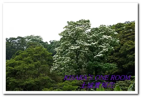 土城一日遊──承天禪寺、桐花公園        
      