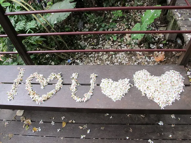 土城下雪~賞桐趣~桐花公園
