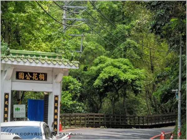 【北台灣。新北】遊記。土城桐花公園之桐花盛開啦