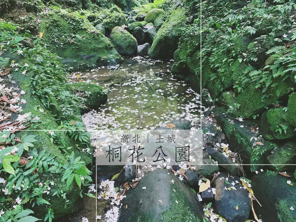 上山追花｜台北市區賞桐花好所在：土城桐花公園桐花步道、三角吊橋