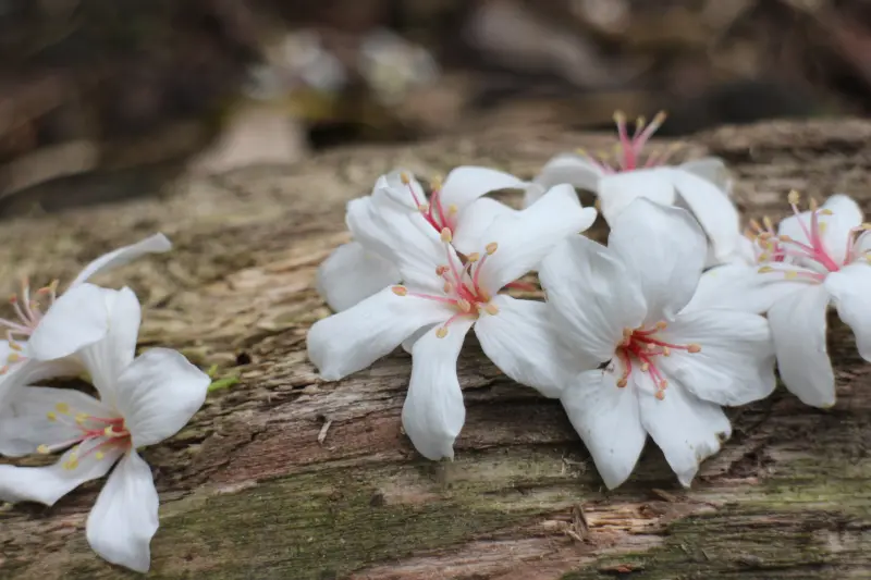 土城客家桐花祭~飄出靄靄五月雪