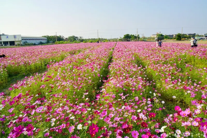 【高雄-橋頭區】2016橋頭花海「花田囍事 勁樂橋頭」