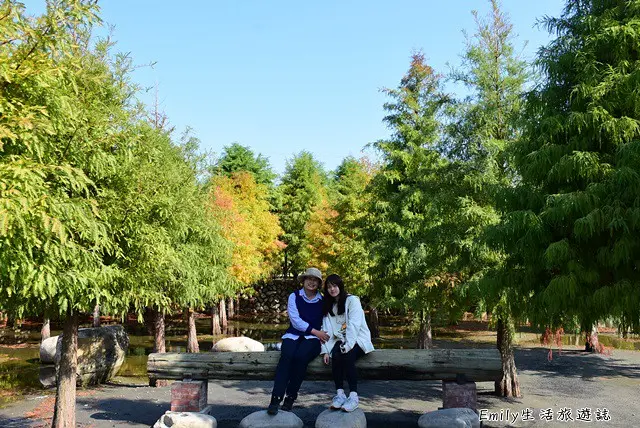 台中后里景點》2019泰安落羽松秘境。美翻了，正在慢慢變色中