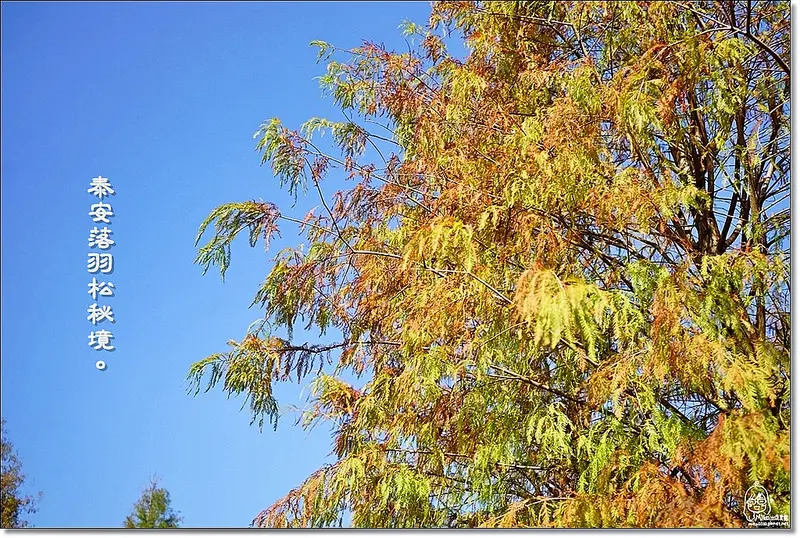 『台中。后里』 泰安落羽松林秘境-泰安國小旁/泰安櫻花派出所/冬日限定的那一季松紅。